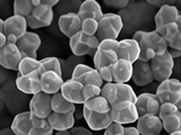Microscopic view of agglomerated perovskite oxide particles with faceted surfaces.