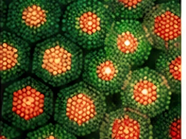 Close-up nanoscale array of bright core-shell particles with consistent spacing.