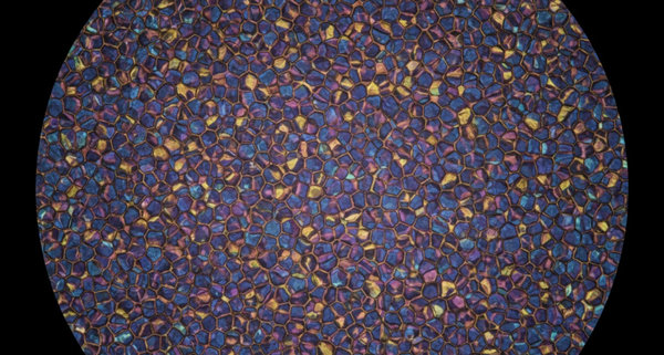 Microstructure of ultrafine-grained alloy showing sub-micrometer grain size